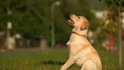 Perro que no consigue atrapar una golosina, cámara ultra Cámara lenta
