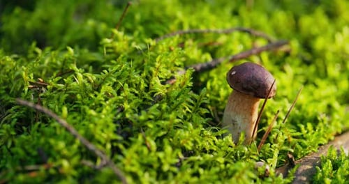 A Man in the Woods Plucks Small Boletes From the Moss One By One a Mushroom Picker at Harvest