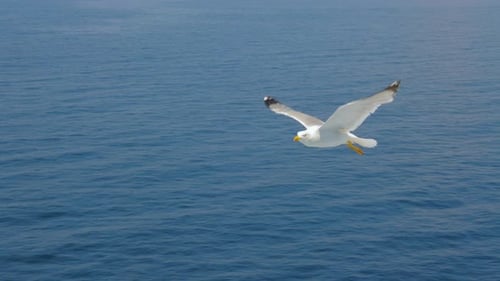 Seagull Gliding Above Sea, Ocean. Travel Trends. Two Seagulls Soaring in Blue Sky. Soaring Seagull