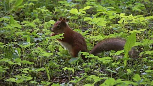 Squirrel with Nut in Summer Park