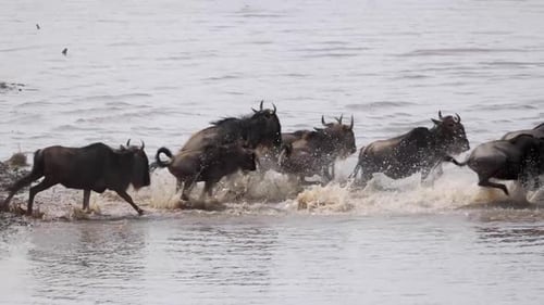 Slow Motion Wildebeest Swimming In Mara River
