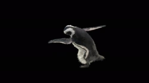 Penguin Dancing 4K
