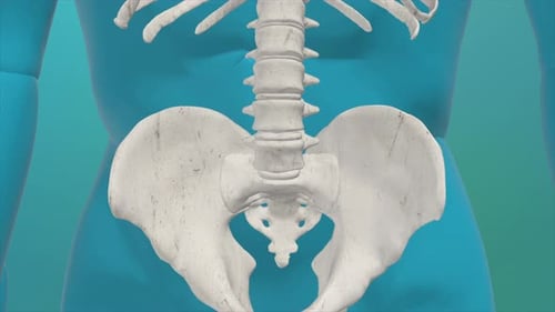 3D Human Pelvis and Spine Anatomical Medical Animation