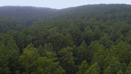 Aerial view of green mountain woodlands Drone view of natural surroundings