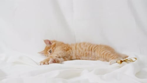 Adorable Orange Tabby Kitten Playing with Ribbon