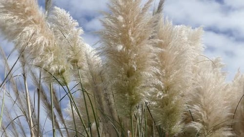 Pampas Grass Blowing Gently in the Wind