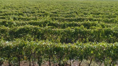 Aerial View of the Vineyards Fields