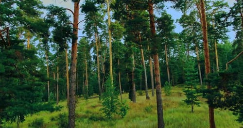 Coniferous Forest, Tall Pines, Fluffy Pine Branches. View From the Copter. Beautiful Landscape