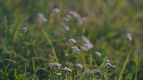Wildflowers And Grass In Field A Dawn