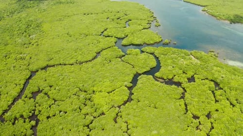Aerial View of Mangrove Forest and River