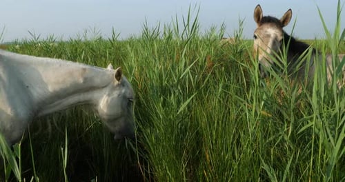 White Camargue horses, Foal in the reeds.