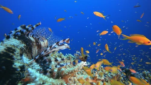 Coral Garden Feuerfisch