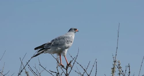 Pale chanting goshawk Etosha, Namibia Africa