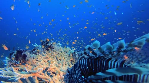 Tropical Coral Garden Lionfish