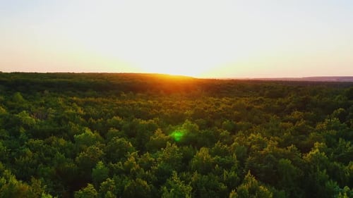 Baumkronen bei Sonnenuntergang. Die Sonne geht über dem grünen Wald auf. Natur-Hintergrund im Sommer.
