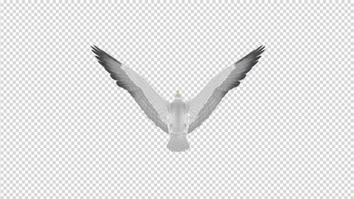 Sea Gull - Flying Loop - Back Top View