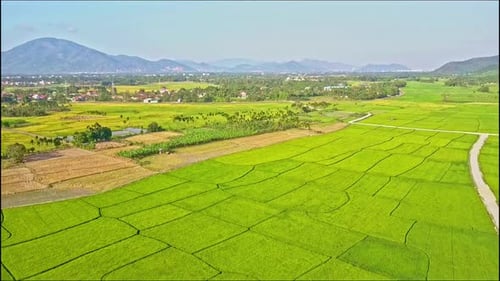 Aerial View Over Rice and Crop Fields with Roads By Village