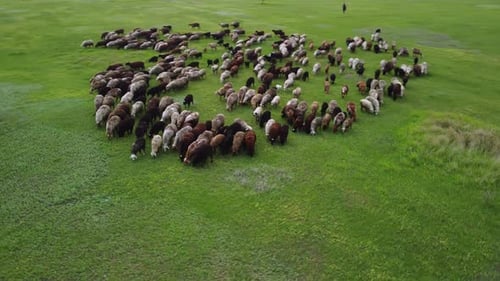 Aerial View at the Sheeps Herd