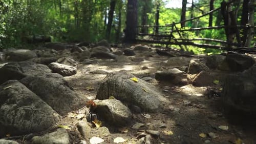 camera movement along a forest path