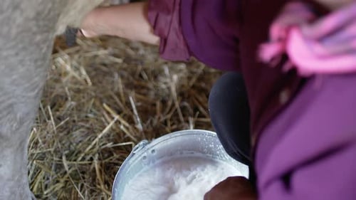 Milking Cow on Farm Close Up