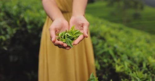 Closeup Fresh Tea Leaves in Female Hands in Front of Tea Plantation