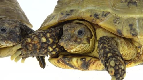 Turtles Isolated on a White Background at Studio