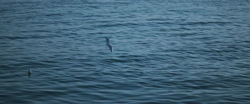 Seagull flying against the blue ocean water, slow motion.