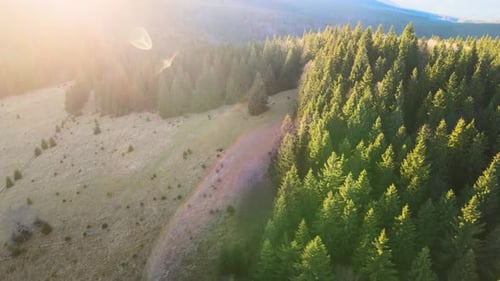 Luftaufnahme des hell beleuchteten nebligen dunklen Waldes mit Sonnenstrahlen mit Pinien im Herbst