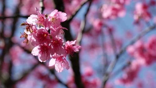 Japanisch Sakura