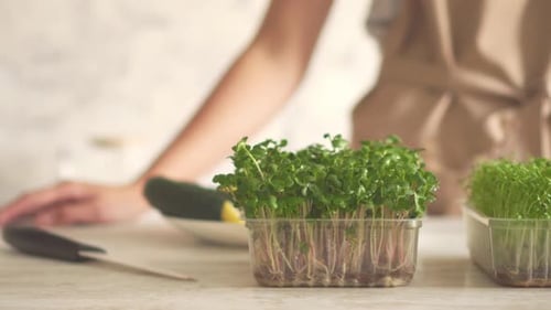 Micropousses cultivées dans une boîte en plastique