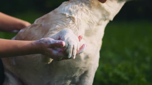 A person washing white Beagle-Labrador mix dog with soap, in the park
