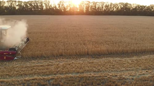 Aerial View Combine Harvester Agriculture Machine Harvesting Golden Ripe Wheat Field