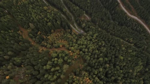 Drone Top Down Shot of Narrow Road Surrounded By Mountain Forest Trees