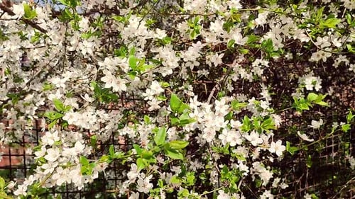 White Blooming Cherry Flowers and Buds on Branch with Green Leaves Closeup