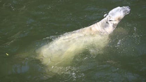 Eisbär (Ursus maritimus) schwimmt im Wasser