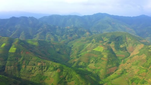 Aerial top view of paddy rice terraces, green agricultural fields in Vietnam.