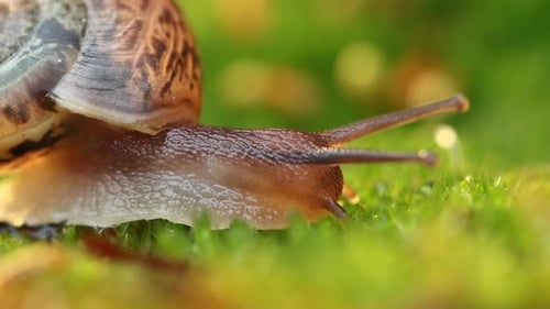 Nahaufnahme einer Schnecke, die langsam im Sonnenlicht des Sonnenuntergangs kriecht.