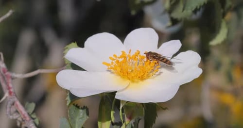 Bee Pollinating White Flower in Natural Setting