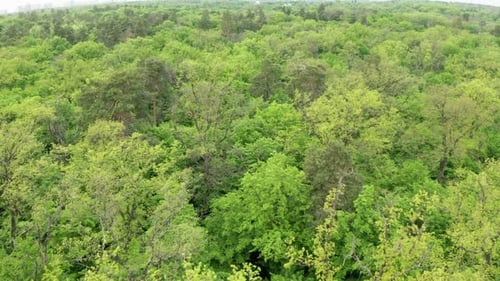 Forêt verte