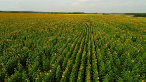 Aerial View Panorama of a Field of Blooming Sunflowers