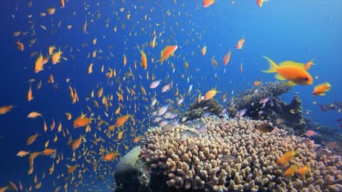 Underwater Orange Fish