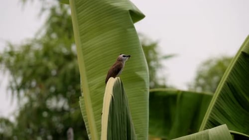 Yellow-vented Bulbul on Banana Leaf with Insect