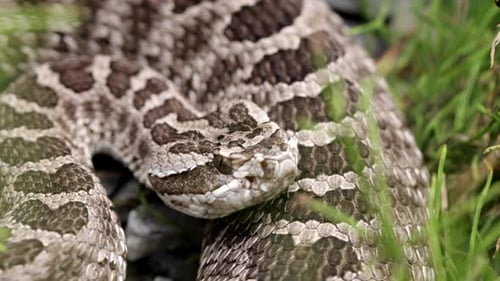 Massassauga Rattlesnake coiled up in the grass close up