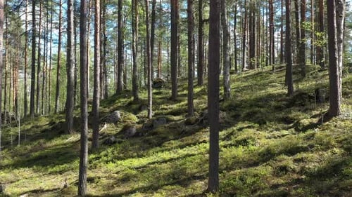 Sommerlicher Wald