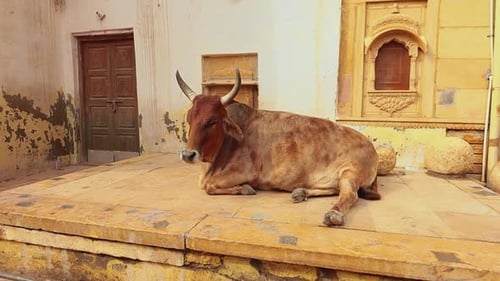 Cow on Street in India Constitution of India Mandates the Protection of Cows in Rajasthan India