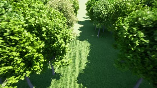 Forest Lungs Environment Nature Earth Save Earth Green Planet
