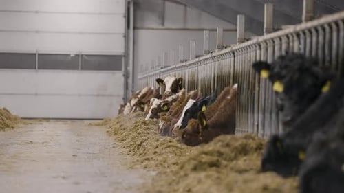 Cows Eating Hay Together in Barn