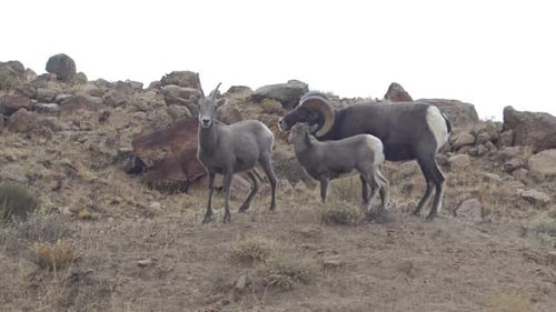 Bighorn Sheep Family Walking on Rocky Hillside