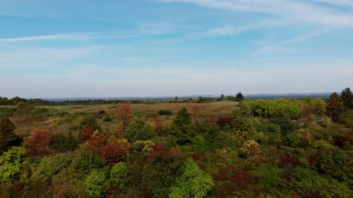 Wild meadow