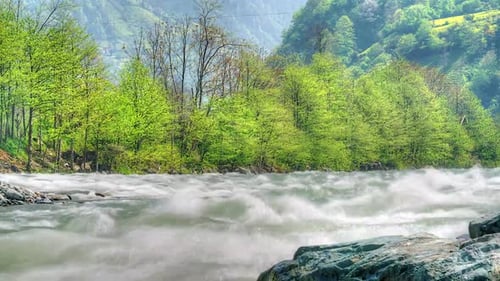 8K Clear River Flowing in Forest